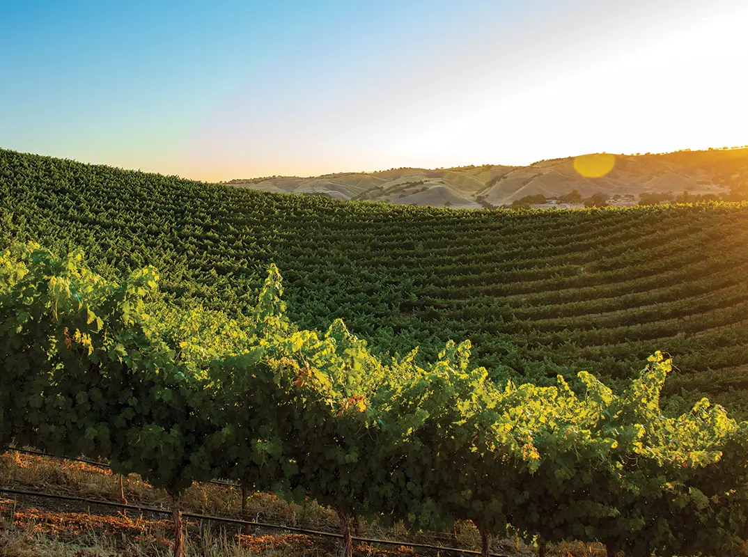 A vineyard at sunset, with rows of grapevines and mountains in the background.