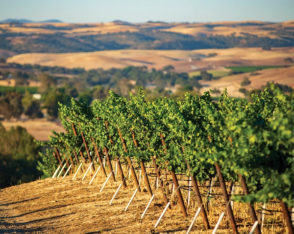 A sustainable vineyard at sunset, with rows of grapevines and mountains in the background.